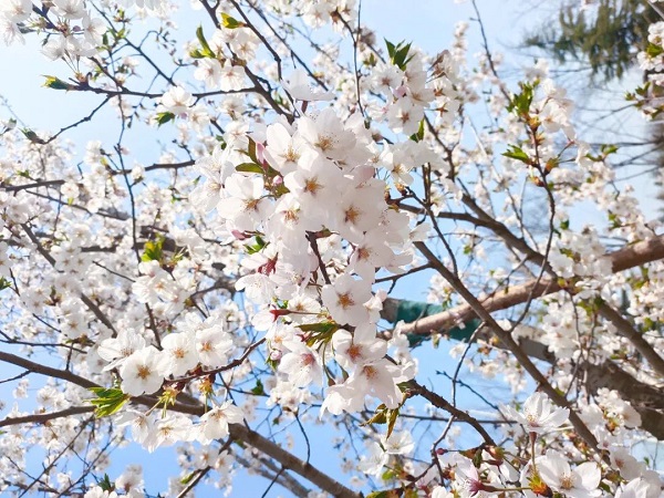 OB电竞与你 共赴一场樱花盛宴