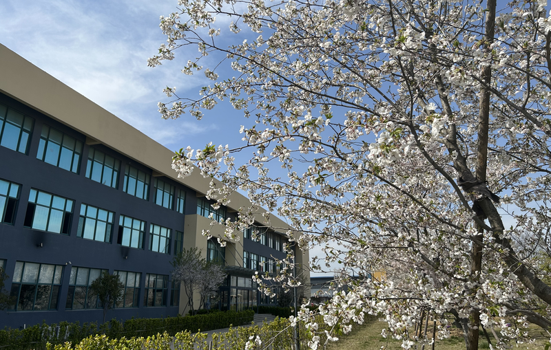 又是一年樱花季 OB电竞邀您共赏浪漫樱花